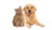 Tierliebe