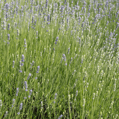 Bio Lavendelblüten