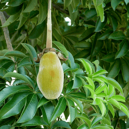 Bio Superfood Baobab Pulver